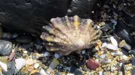 Limpet on the move