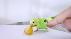 Budgie Rewind 2019: My Budgie Story #YoutubeRewind