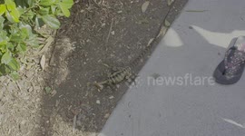 Australian lizard having a snack in the waiting line at movie world Goldcoast
