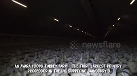 Moment worker at one of Britain's biggest Turkey meat farms secretly filmed crushing birds' necks with 'inhumane' pliers