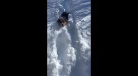 Tiny corgi ploughs through deep snow to get back to owners in South Dakota