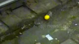 Orange subway rat in NYC has death defying last meal