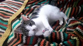 Cat is camera shy, hides under covers