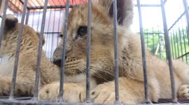 Riau Regional Police have failed international smuggling, 4 leopards and 1 leopard