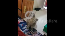 Confused cat doesn't understand smoke ring blown towards her