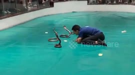 The man plays and kisses four cobra snake