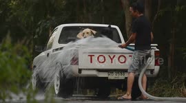 Two Dogs Cool Off With Hosepipe In Pickup Truck