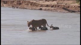 Lioness snatches cub from crocodile infested river after it almost got swept away