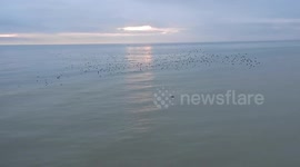 Starling Murmuration Brighton