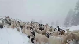 Amidst heavy snowfall, brave rescuers risk life to save 340 sheep and goats trapped under snow in mountain in northern India