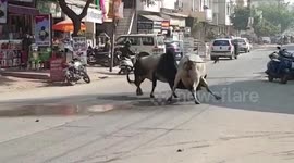 Warring bulls terrorize locals, hit moped in northwestern India
