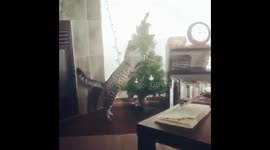 Cat tips over Christmas tree