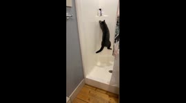 Cat jumping at shower wall