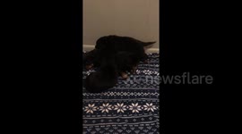 Pawfect pitch: Adorable Rottweiler puppies 'sing' as human teaches them howling