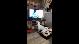 Jack Russell  pup Butch has a go at paul ogrady