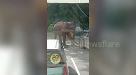 Elephant causes panic among commuters by appearing in their route in southern India
