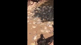 Shocking moment 4,000 illegally smuggled chickens are buried alive