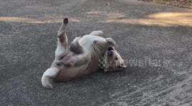 Funny moment dog appears to ride air bicycle