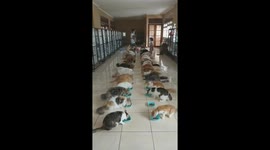 Dozens of rescue cats line up for their dinner