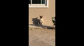 Cold Dog Basks In Morning Sunlight