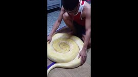 Sss-sleepy head! Large albino python has to be woken up