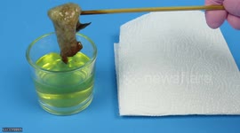 How it digests hydrochloric acid in your stomach I EXPERIMENT