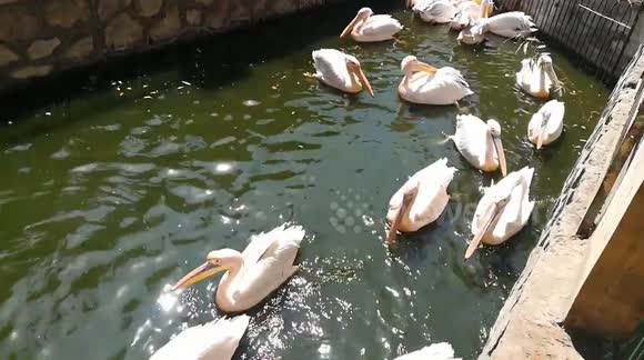 Giza Zoo Welcomes Pink Backed Pelicans
