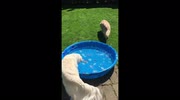 temp