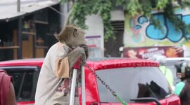 THE MONGKEY CALL JONI