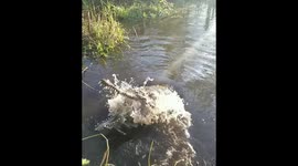 Crocodile leaps from water in central Florida