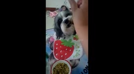 Bossy Yorkshire terrier demands to be fed