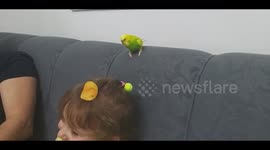 the parrot eats chips from his hand, sometimes he climbs and eats himself.