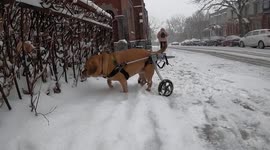 Paralyzed dog literally pulls her self from her wheelchair