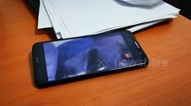 Cat is not afraid of a dog