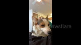 Adorable corgi flapping her ears
