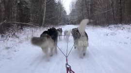 Two Alaskan Malamutes Discover Trail Love