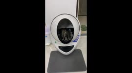 Kitty's Fascinated By Self-Cleaning Litter Tray