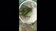 temp