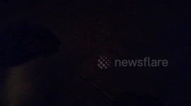 Beautiful dog listening to her owner's commands..