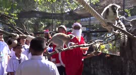 Santa delivers Christmas treats to animals at zoo in Thailand