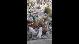 Thailand - achingly CUTE but hungry homeless street dogs with their puppies get fed amongst rubbish on Pattaya beachfront