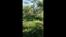 Goats at farm, a pleasure you can enjoy