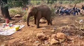 Elephant gatecrashes picnic party, drives away revellers and eats food in India