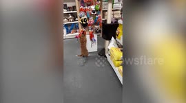 A friendly cat has become a local hero after making itself at home in almost every store on a high street - playing with staff and sleeping in windows