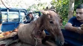 Foal rescued after breaking free and spending the night stuck in swamp