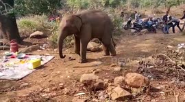 Mischievous elephant ruins picnic for holiday makers by stealing their food in eastern India