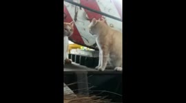Funny moment stray cats seems to be having a serious talk in Thailand
