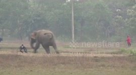 Horrifying footage shows man gets nearly trampled by irked elephant for sake of selfie in eastern India