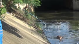 Clumsy calf rescued after slipping back into canal in Thailand