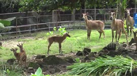 Baby nilgai antelope scampers around zoo in southern Thailand